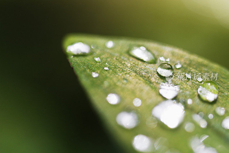 在阳光下有闪亮的露珠或雨滴的叶子