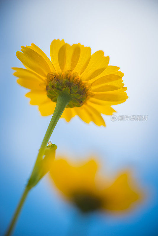 黄雏菊和蓝天