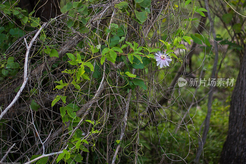 漫步玫瑰花浸泡