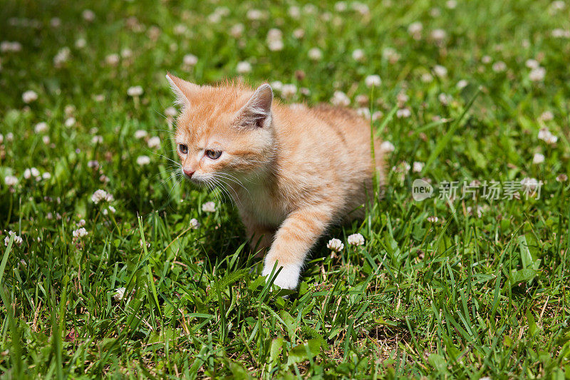 小猫咪在草坪上