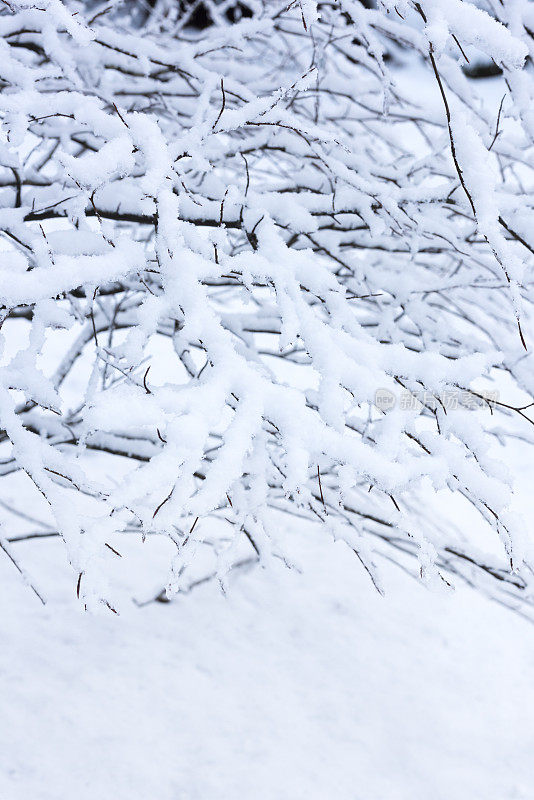 冬天，树枝被雪覆盖着