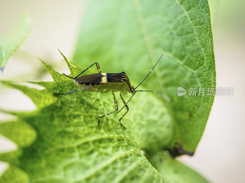 真正的虫子坐在叶子上