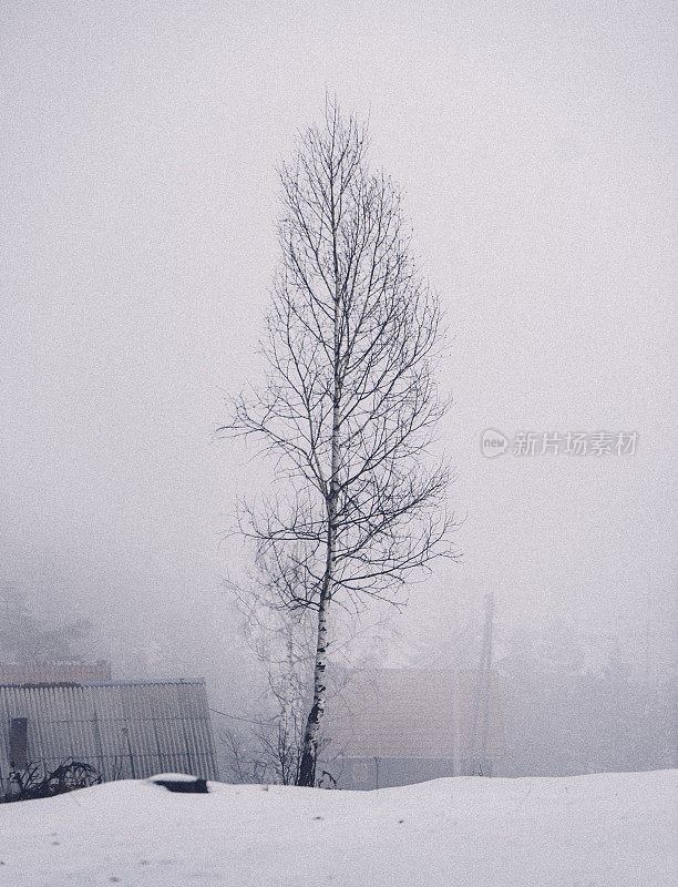 雪中的孤树