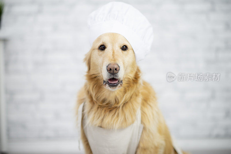 狗的厨师