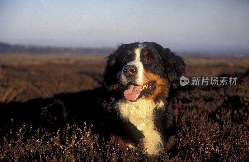 伯尔尼兹山犬