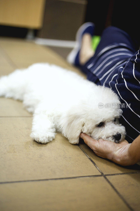 比熊犬睡在主人的手上