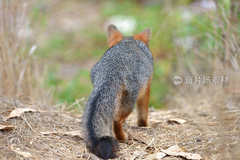 海峡群岛福克斯