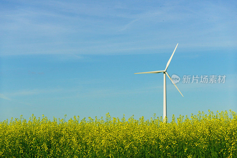 风力涡轮机在黄花田里种着油菜籽