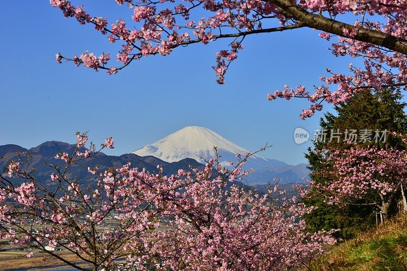 富士山和樱花