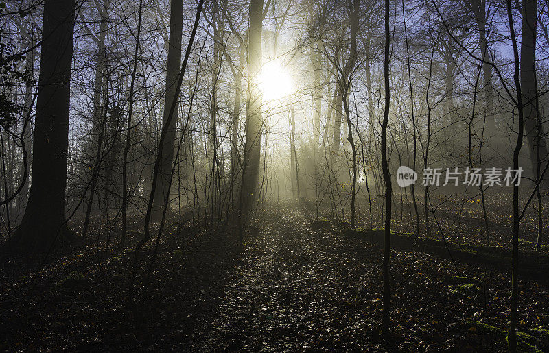 雾森林风景