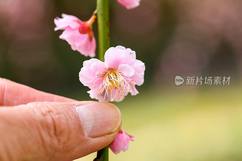 樱花