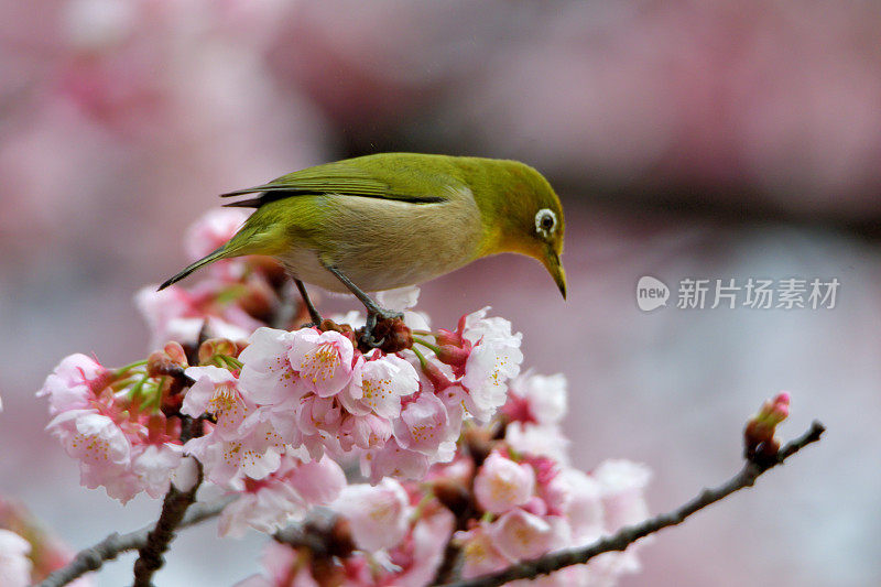 日本白眼睛享受吮吸樱花花蜜