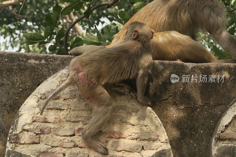 印度北方邦阿格拉，野生猕猴(猕猴)在树荫下从公共花园寺庙墙壁上坠落