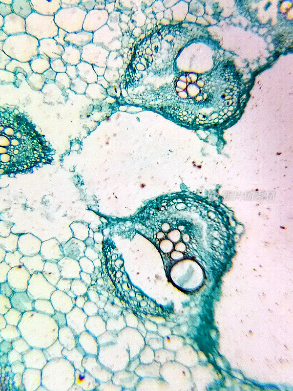 显微镜下的生物细胞