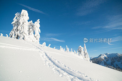 白雪覆盖的树木，北瀑布