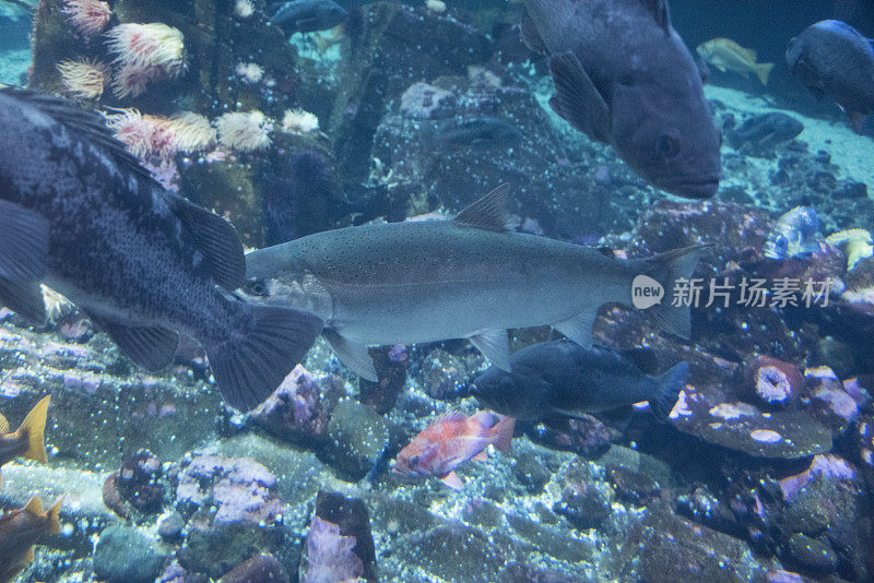 太平洋沿岸海洋生物多样性