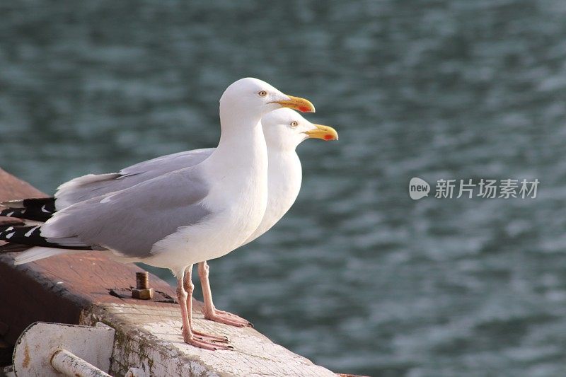 两只海鸥在港口的码头边