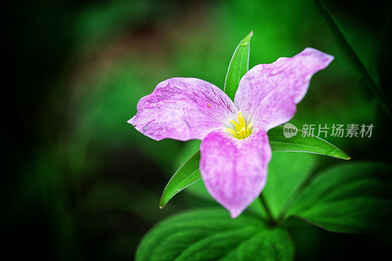 盛开的野花(延龄草)