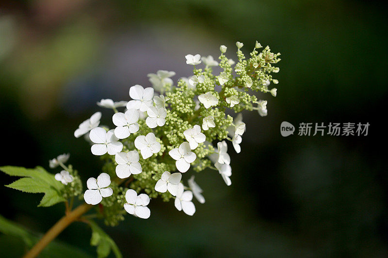 绣球花的植物