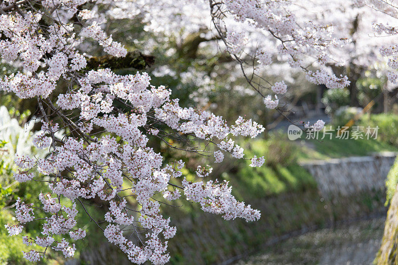 日本的樱花