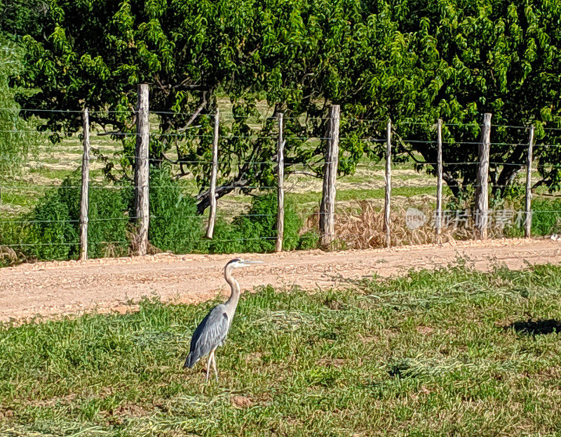 大蓝鹭在牧场沿着果园篱笆在犹他州洛克维尔