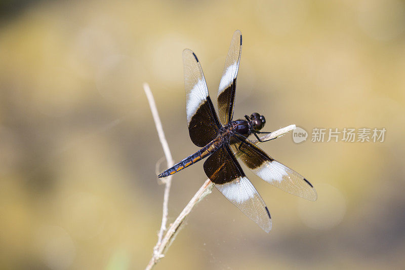 雄性寡妇蜻蜓栖息在芦苇上