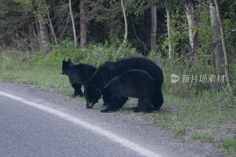 公路上的黑熊妈妈和熊宝宝