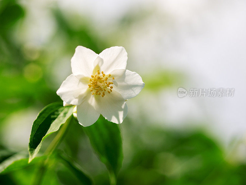 白色的茉莉花。