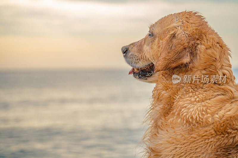 潮湿和可爱的金毛猎犬站在沙滩上与大海在日出的背景特写