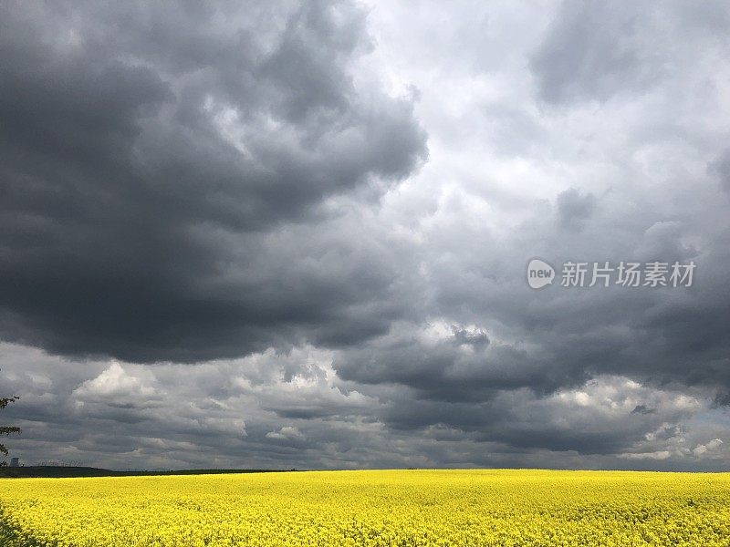 油菜花在天空与云