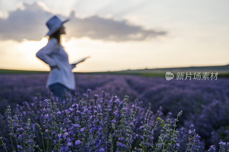 现代农妇走在她的薰衣草田在夏天，小型企业和投资，农业职业。