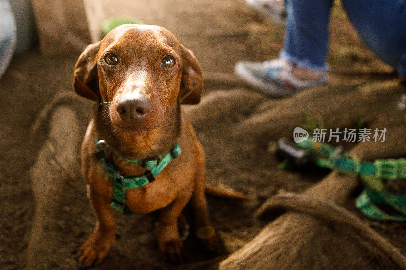 可爱的棕色小狗肖像