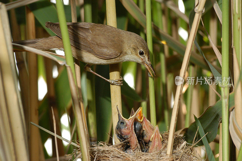 带小鸡的苇莺