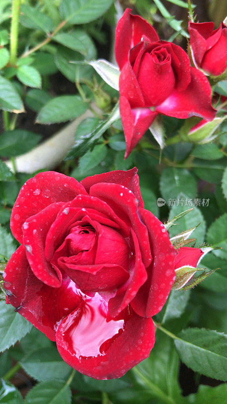 鲜花红玫瑰与水滴生长在花园雨露，芳香的红玫瑰灌木花蕾，花瓣与模糊的园艺背景，浪漫的束玫瑰花瓶，情人节，插花，婚礼花束