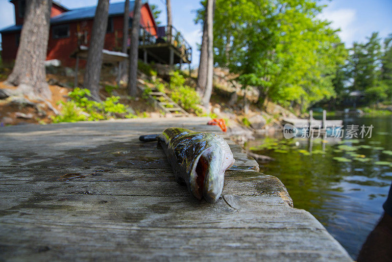 湖上小屋码头上的一只梭子鱼。