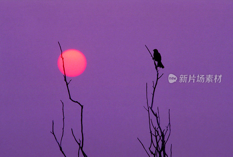 太阳面前的鸟的剪影