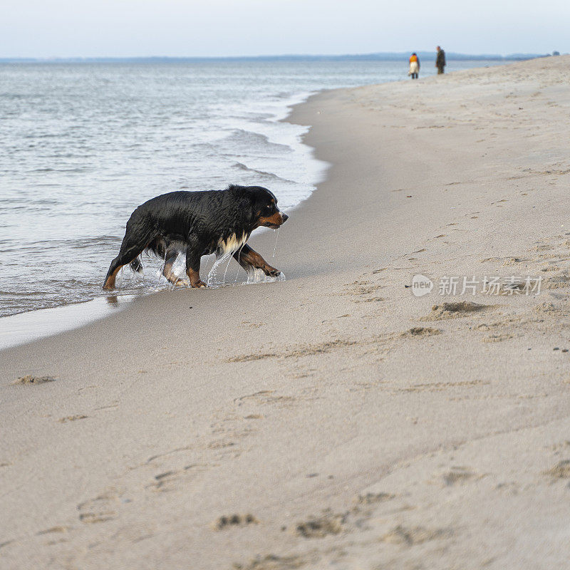 湿的纯种泽南猎犬，伯尔尼山犬，走在沙滩上的水