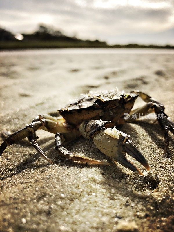 科德角海滩上的螃蟹