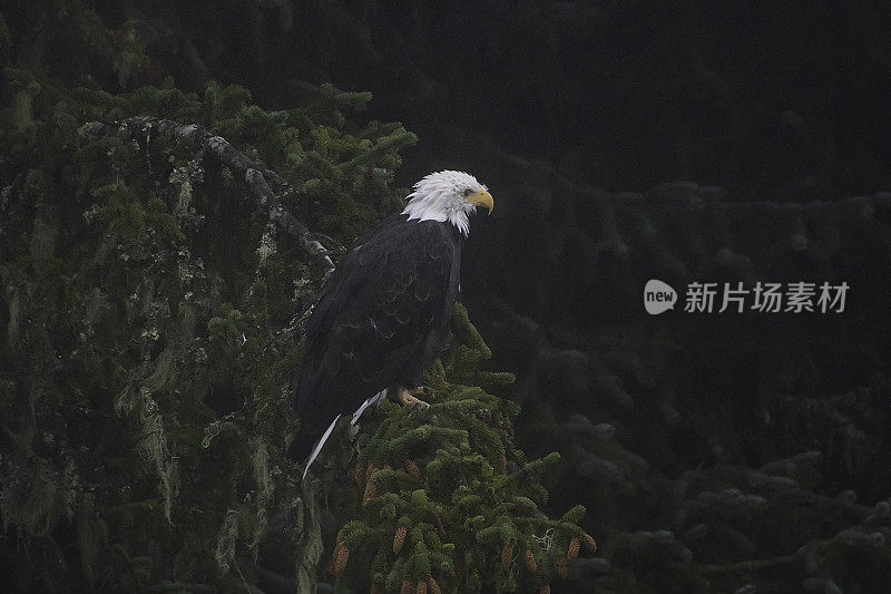 成熟的秃鹰栖息在寻找鱼的位置上——望向相机