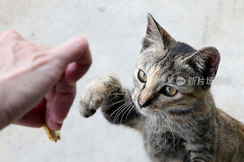 吃饭的时间到了!Meowwww……