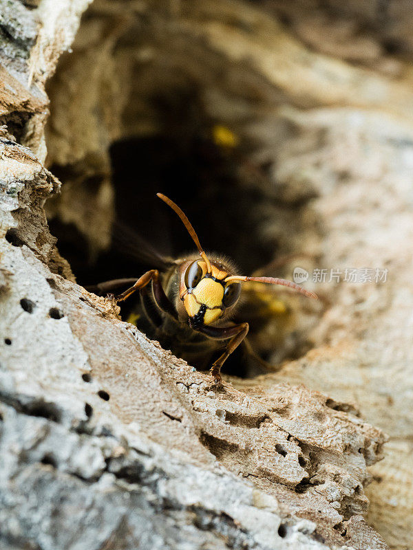 欧洲大黄蜂，黄蜂，在巢的入口处