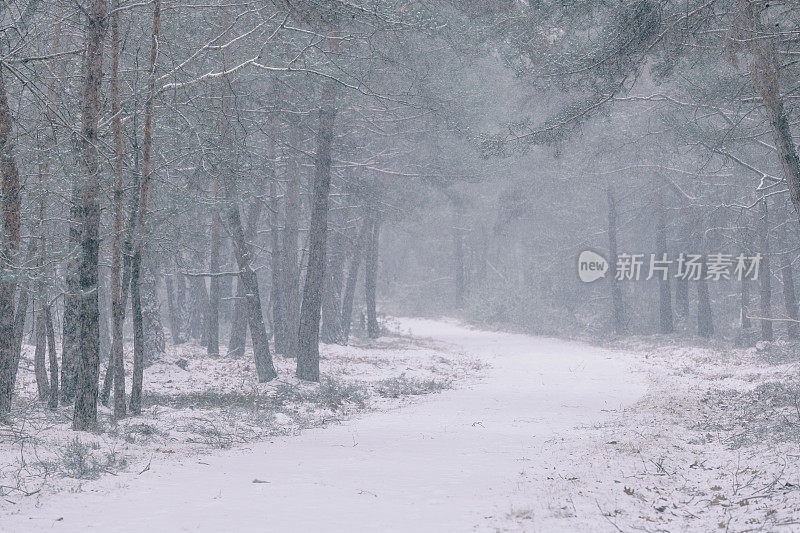 在一个刚刚下过雪的寒冷冬日里，在一片白雪覆盖的松树林中的小路上