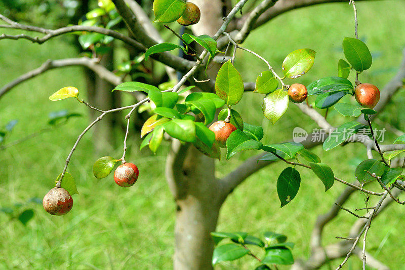 日本茶花的果实