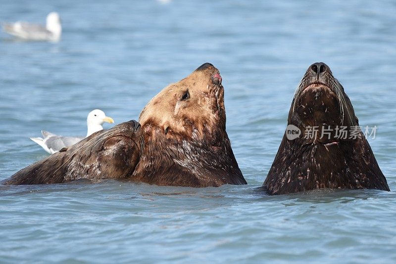 虎头海狮三重奏