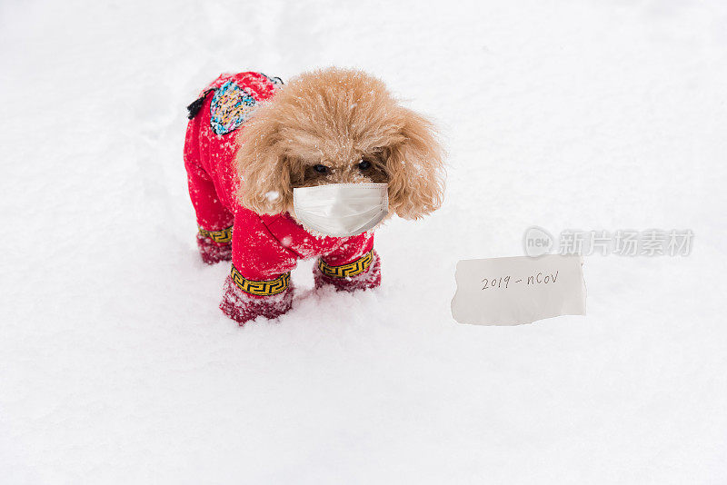 带面罩的小泰迪狗，可在雪地里预防病毒感染