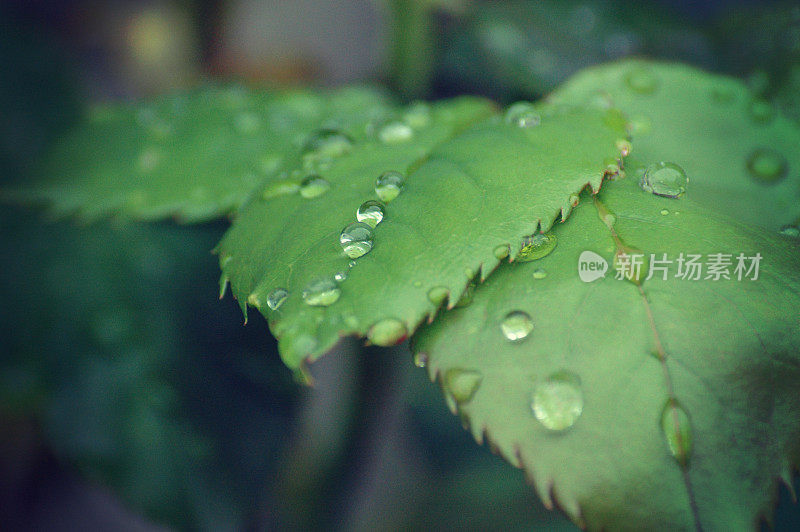 水珠滴落在绿色背景的叶子上