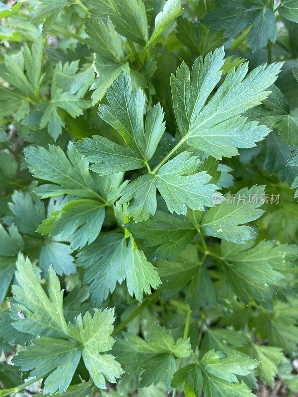 种植在花园中的有机意大利欧芹