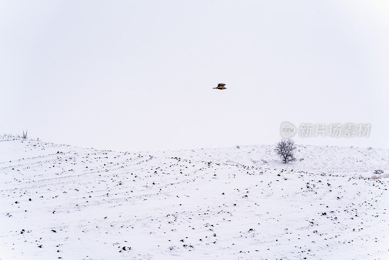 鹰飞和雪在草地，冬季景观