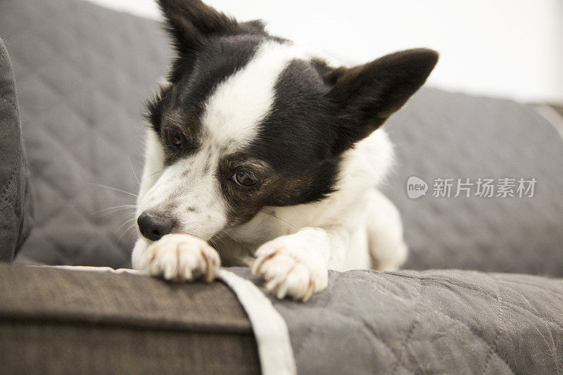 蝶耳犬杰克罗素混种犬