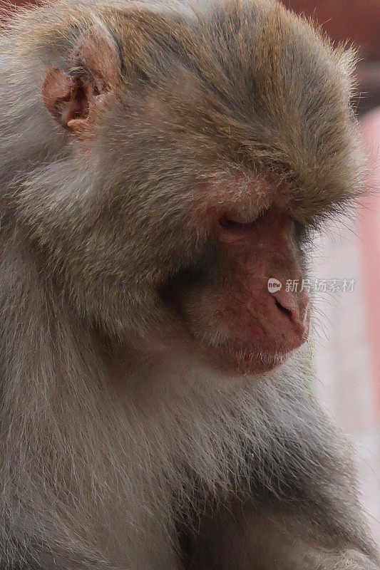 在印度，一只雄性猕猴坐在墙上向下看，正在吃水果